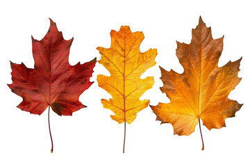 A small group of colorful autumn leaves, one deep red maple leaf, oak leaf, and maybe birch leaf arranged in a fan shape, isolated white background, leave plentiful space.