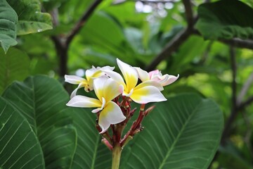 close up of Frangipani or Temple Tree flowers