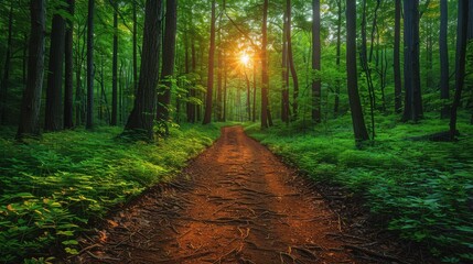 Fototapeta premium Summer forest trail, sunlight filtering through trees, vibrant green leaves, warm and inviting