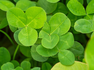鮮やかな新緑のクローバー