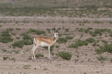 Gazelles running in the Arabian desert, taken in the Al Qudra desert in Dubai - UAE