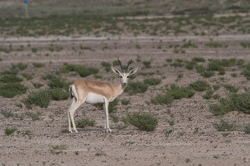 Gazelles running in the Arabian desert, taken in the Al Qudra desert in Dubai - UAE