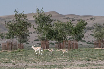 Gazelles running in the Arabian desert, taken in the Al Qudra desert in Dubai - UAE