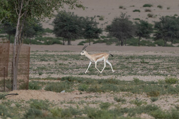Gazelles running in the Arabian desert, taken in the Al Qudra desert in Dubai - UAE