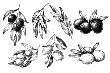 Olive branches hand drawn vintage vector sketch drawing © Ann Lou