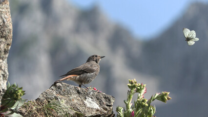 Redstart (Phoenicurus phoenicurus) Codirosso spazzacamino