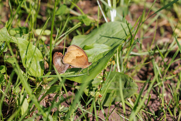 Small heath butterflies pairing in the meadow