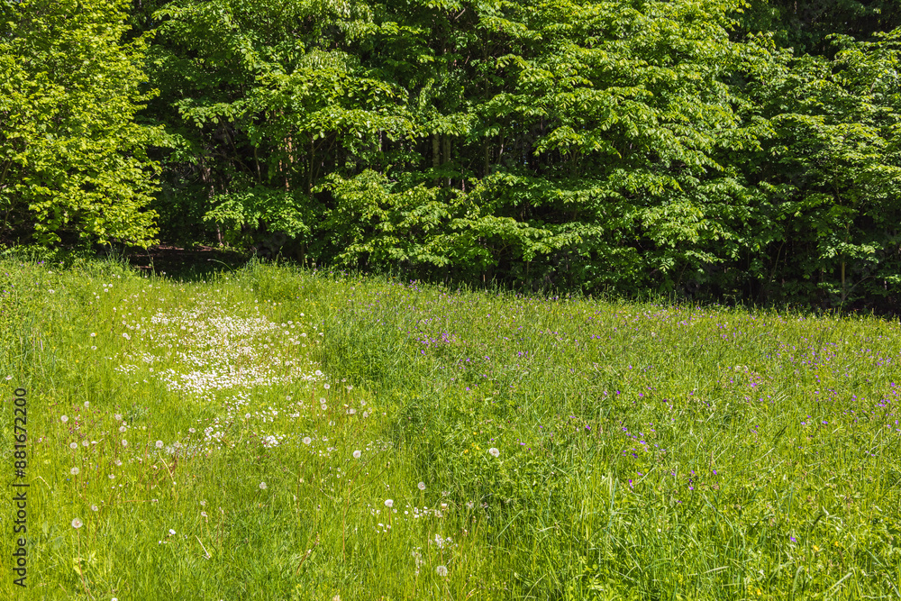 Sticker Path on a flowering meadow