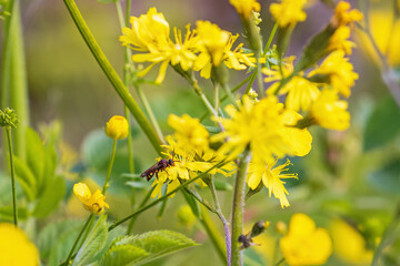 Bee sitting on a yellow flower in a meadow