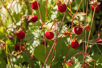 Close up at ripe red Wild Strawberries