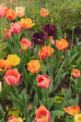 Group of Colorful Tulips in Spring Garden