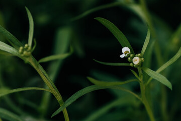 Close up of sweet alyssum beginning to bloom in backyard garden
