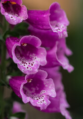 Macro close up of pink flowers on foxglove plant blooming in summer.