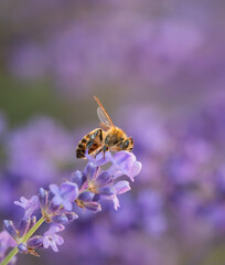 Close up macro of honey bee collecting pollen from lavender flowers.