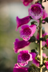 Macro close up of pink flowers on foxglove plant blooming in summer. © Cavan