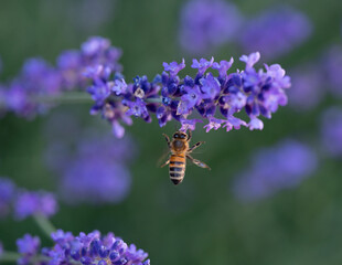 Close up macro of honey bee flying to pollinate lavender flowers.