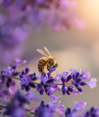 Close up macro of honey bee collecting pollen from lavender flowers.