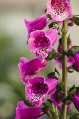 Macro close up of pink flowers on foxglove plant blooming in summer.