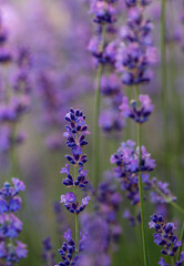 Close up of purple lavender flowers blooming in garden in summer.
