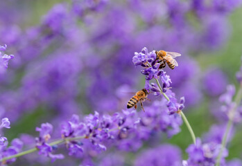 Honey bees collecting pollen from lavender flowers in a garden.