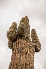 Close-up view of a towering saguaro cactus against a cloudy sky.