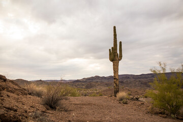 Saguaro cactus stands alone in a desert landscape.