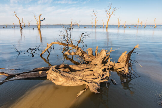 Driftwood and dead trees in calm water under daylight, serene view