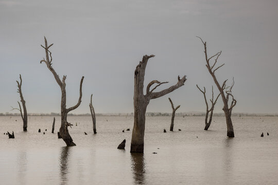Desolate swamp landscape with dead trees in calm water at twilight