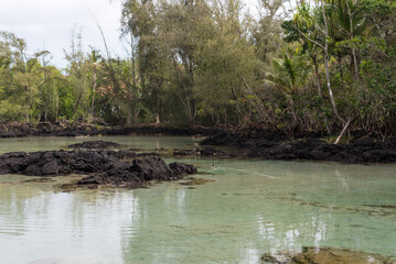 Duck swimming in tropical lagoon at Carlsmith Beach Park, Hawaii.