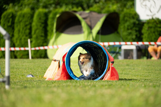 Dog racing in agility. Running dogs over obstacles.