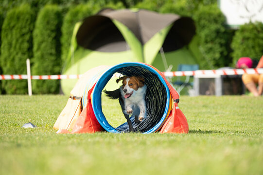 Dog racing in agility. Running dogs over obstacles.