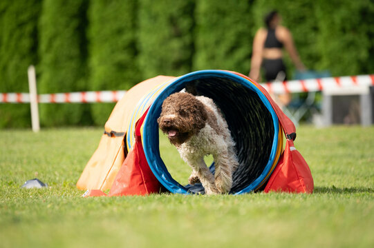Dog racing in agility. Running dogs over obstacles.