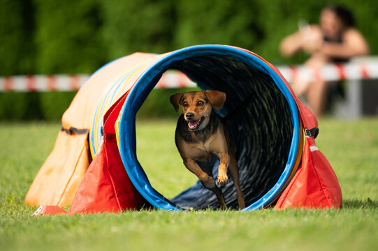 Dog racing in agility. Running dogs over obstacles.