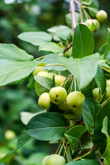 Ornamental or decorative tree of crabaple  variety