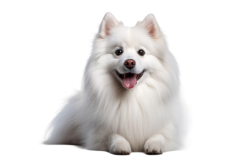 The Serene Guardian: A Small White Dog on a Blank Canvas on White or PNG Transparent Background.