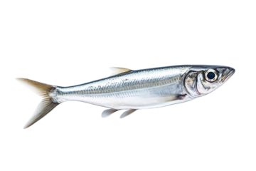 Gliding Through Liquid Moonlight on White or PNG Transparent Background.