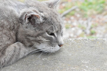 Gatto grigio
