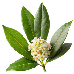 Springtime with white flowers and green leave.