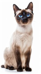 Siamese cat with striking blue eyes standing alert on pure white background, cat breeds, sleek and intelligent companion