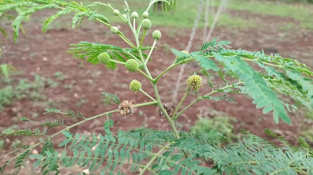 lamtoro tree with flowers