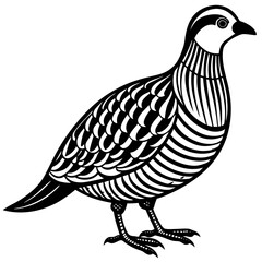 Chukar vector illustration