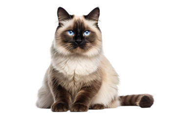 The Majestic Siamese: Blue-Eyed Serenity on White or PNG Transparent Background.