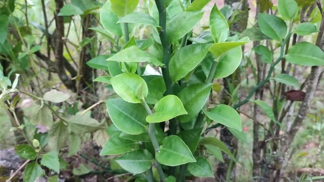 Pedhilantus plnat