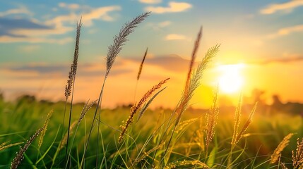 Fototapeta premium Golden Hour in the Fields