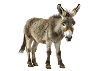 Fototapeta premium The Surreal Elevation of the Wise Donkey on White or PNG Transparent Background.