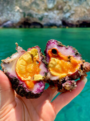 Microcosmus Sabatieri (Fouska) – Vibrant Mediterranean Sea Creature Held by Hand with Coastal...