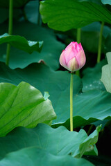 These are lotus flowers from a certain place in Kyoto, Japan.