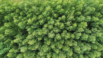 Green forest landscape from above