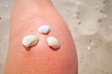 Seashells on the knee. Summer on the beach. Soft focus.