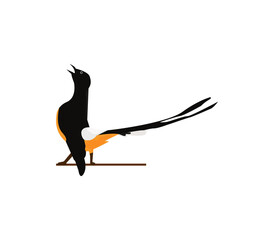 vector magpie bird fighting style